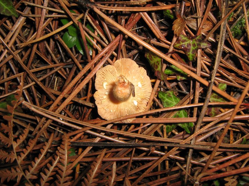 Funghi dalla Castellina